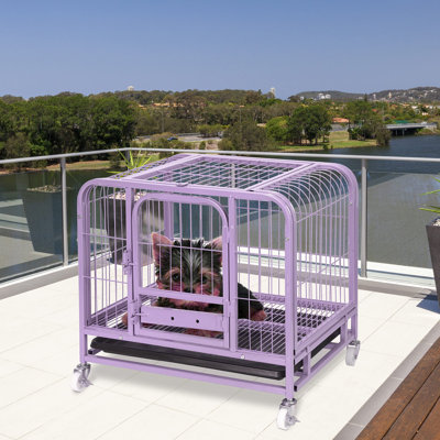 Purple Dog Crates You ll Love Wayfair Canada